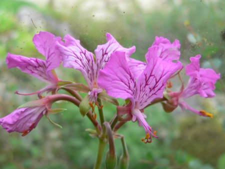 Pelargonium endlicherianum